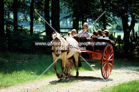 fjord pony pulling a carriage in the new forest with children