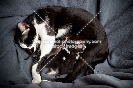 Mother resting and nursing three kittens