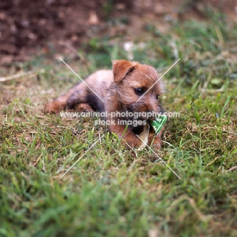 norfolk terrier puppy chewing some paper