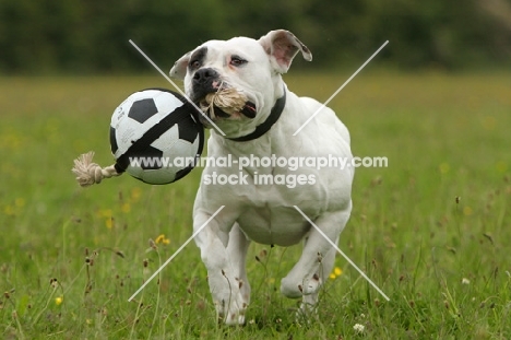 American Bulldog playing with ball