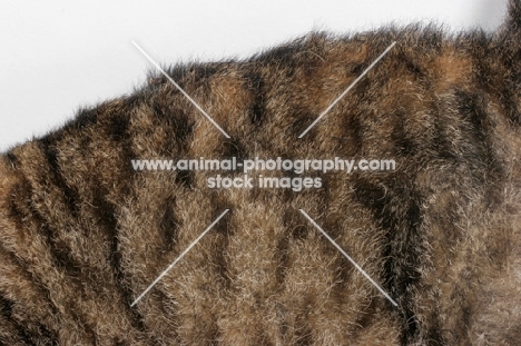 American Wirehair, Brown Mackerel Tabby & White, coat pattern