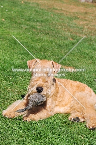 Lakeland Terrier with furry toy