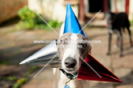 Lurcher with party hats