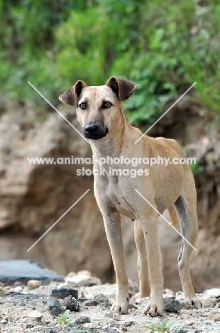 Canis Africanis standing