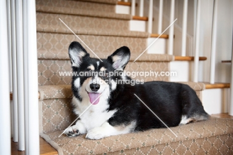 pembroke welsh corgi lying on stairs