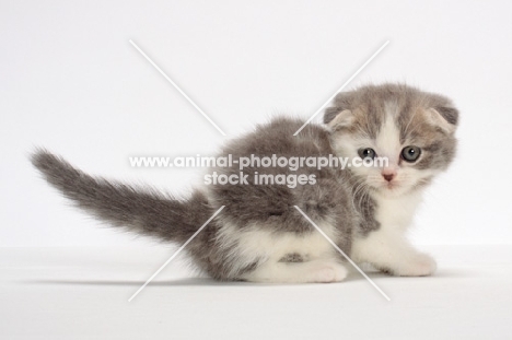 Blue Classic Tabby & White Scottish Fold kitten