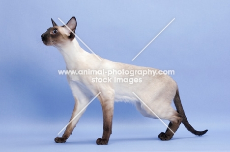 1 year old seal point Siamese standing