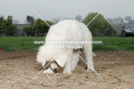 Maremma Sheepdog puppy digging