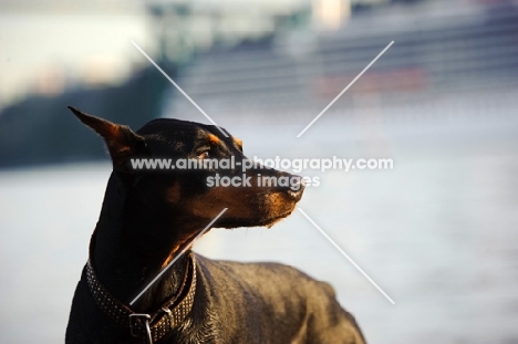 Dobermann with cropped ears