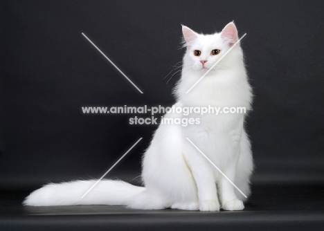 White Norwegian Forest Cat