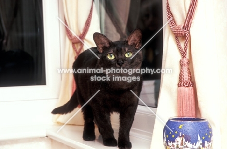 black asian cat at home