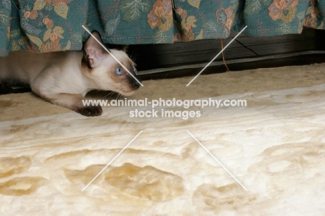 seal point Siamese cat under a sofa