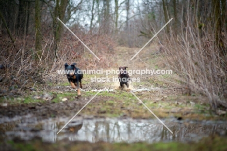 chocolate Labrador retriever and mongrel dog running through puddles in a forest
