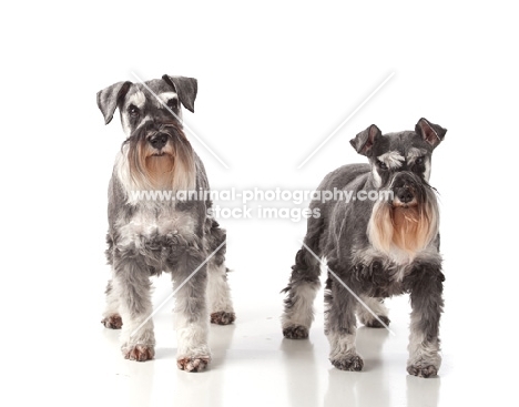 two miniature schnauzers