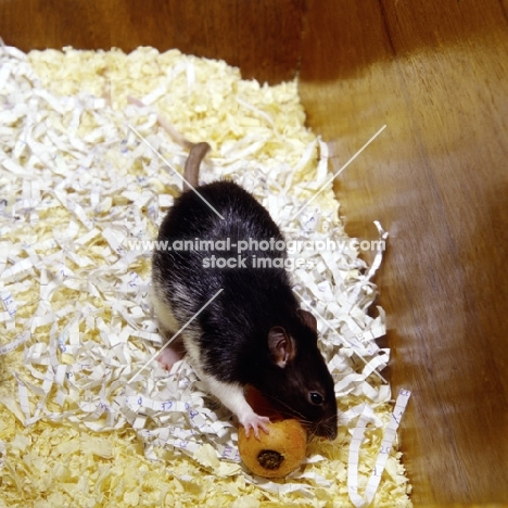 black berkshire pet rat on bedding eating carrot