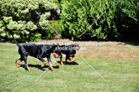 Deutscher Pinscher bitch playing with puppy