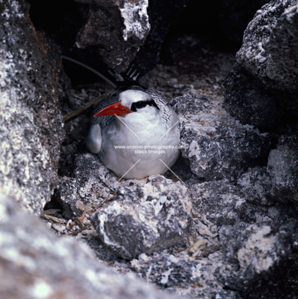 red billed  tropic bird among lava rocks, champion island,   galapagos islands 