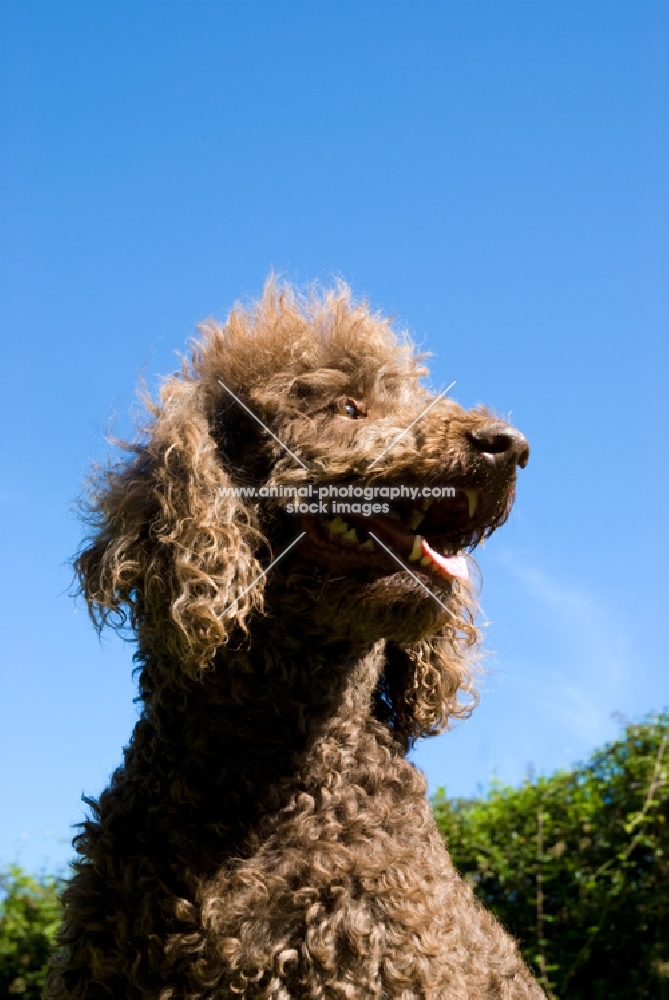 poodle portrait, shoulders up