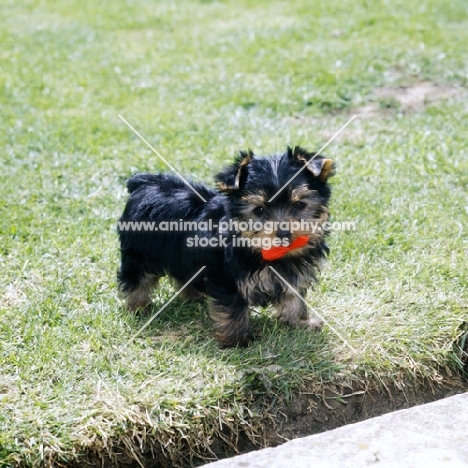 yorkshire terrier pup with bow in  mouth