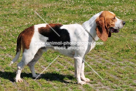 world champion chien d'artois, artois hound, side view