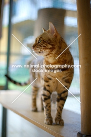 Bengal male cat standing