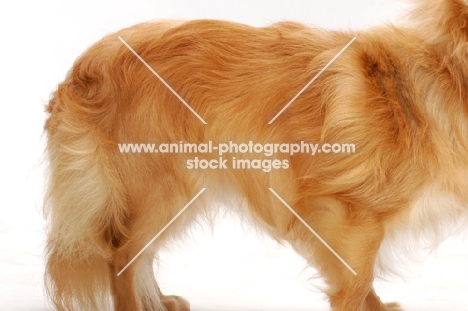 red longhaired Chihuahua, coat detail
