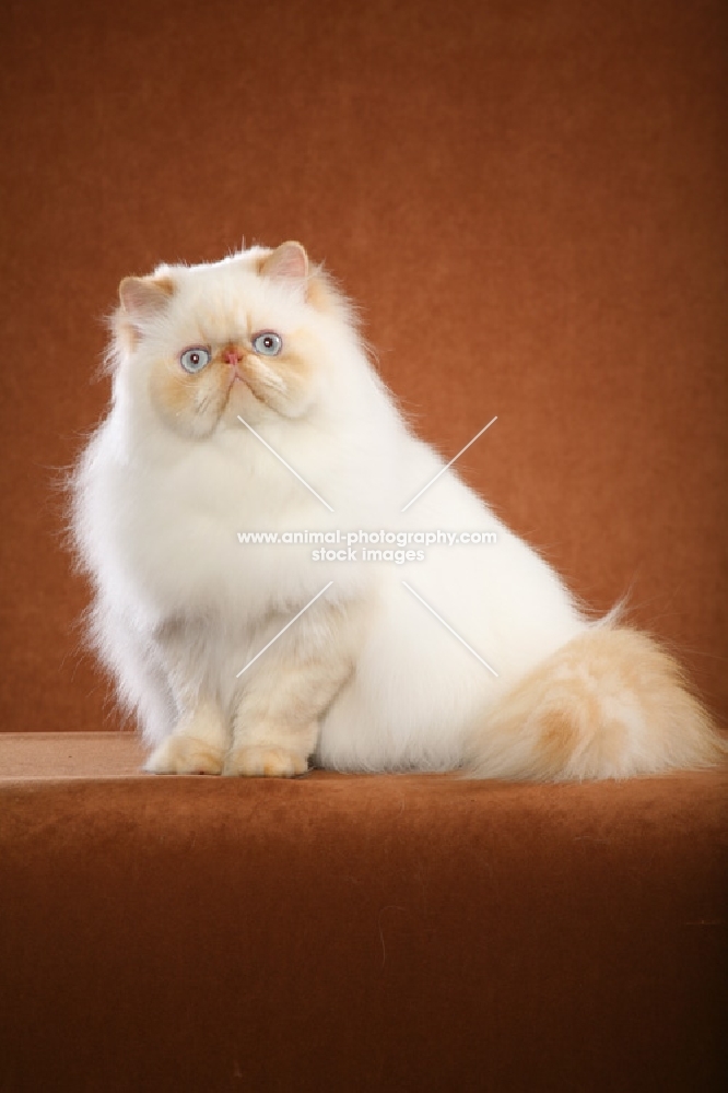 9 month old Red Point Himalayan Male sitting to Left, looking at us, who became an International Winner! Regional Winner in both CFA and TICA. (Aka: Persian or Himalayan)