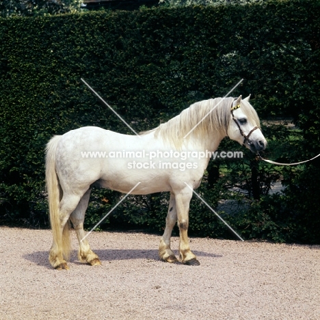 welsh mountain pony, stallion side view