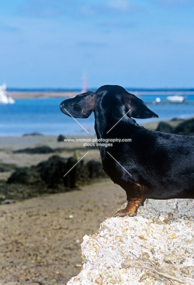 smooth haired dachshund with flying ears rear view