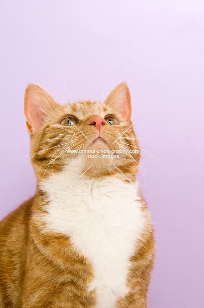 ginger tabby cat looking up, on a purple background