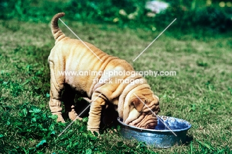 shar pei puppy drinking from a bowl