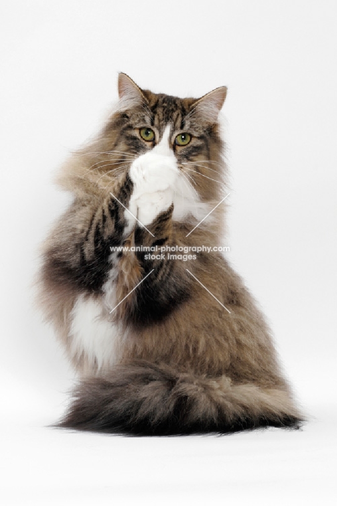 Brown Mackerel Tabby & White Norwegian Forest Cat on white background, begging