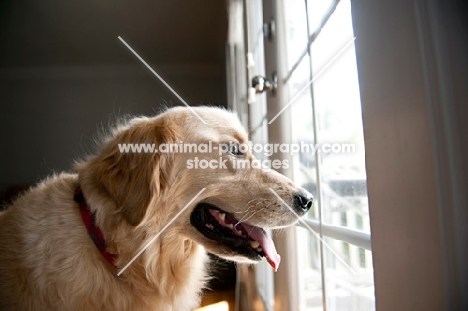 golden retriever looking out window