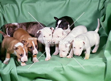 eight bull terrier puppies on a  chair
