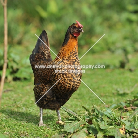 mixed breed bantam, partridge colour