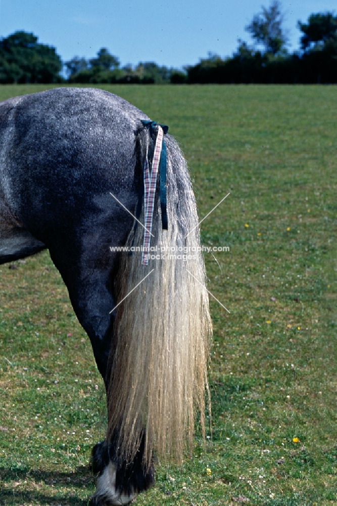 detail of dales pony stallion's tail 
