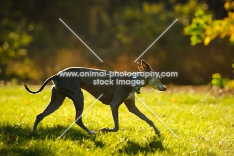 Italian Greyhound walking on grass