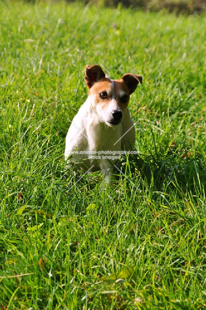Jack Russell walking in high grass