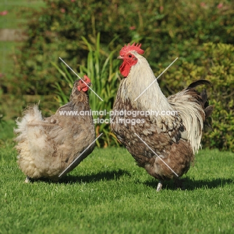 Cockerel and hen in a garden