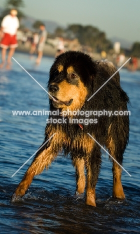 wet Tibetan Mastiff in water