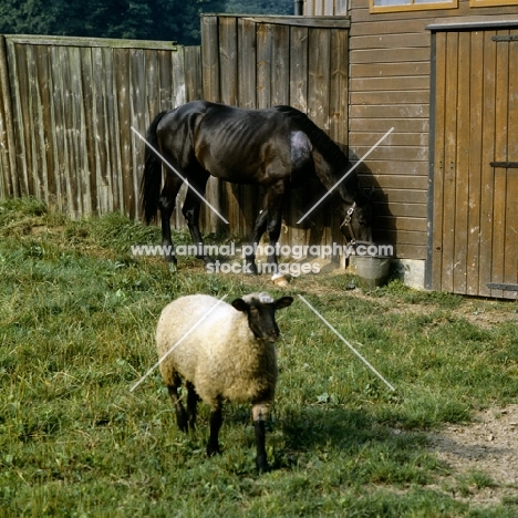 unwell trakehner horse with sheep companion