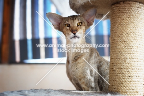 oriental shorthair tabby cat sitting on a scratch post 
