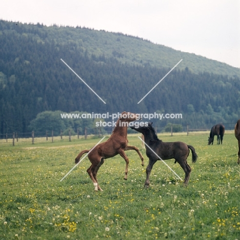 two German Arab foals playing at marbach,