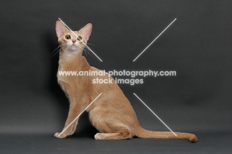 fawn Abyssinian on grey background, sitting down