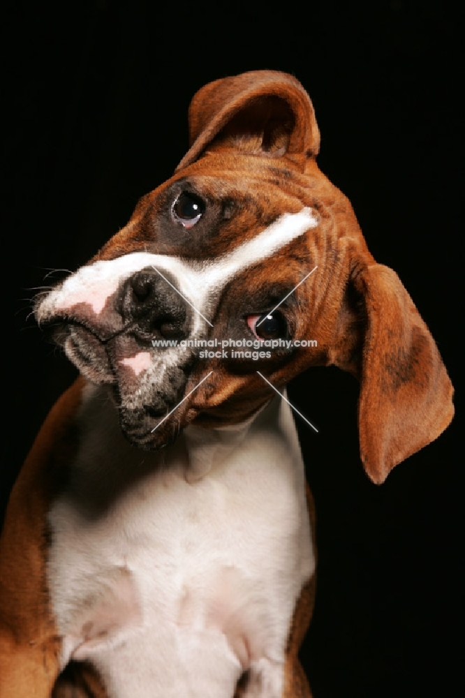 Boxer with head tilted and big ears