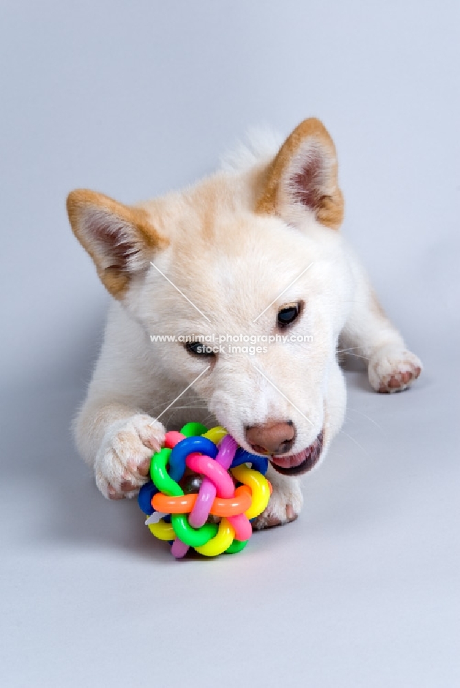 shiba inu puppy chewing his toy