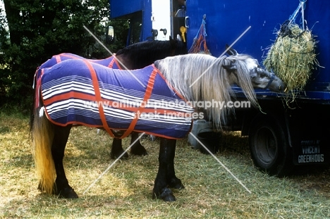 dales pony wearing a day sheet eating from a haynet