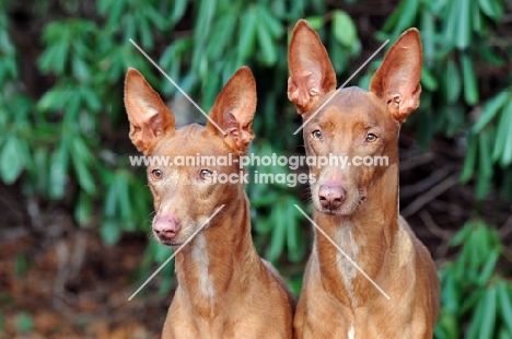 Pharaoh Hound