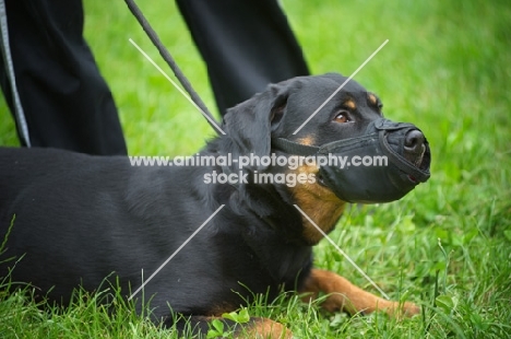 rottweiler with muzzle on