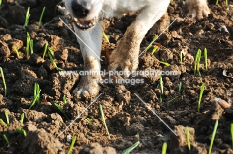 Jack Russell terrier digging